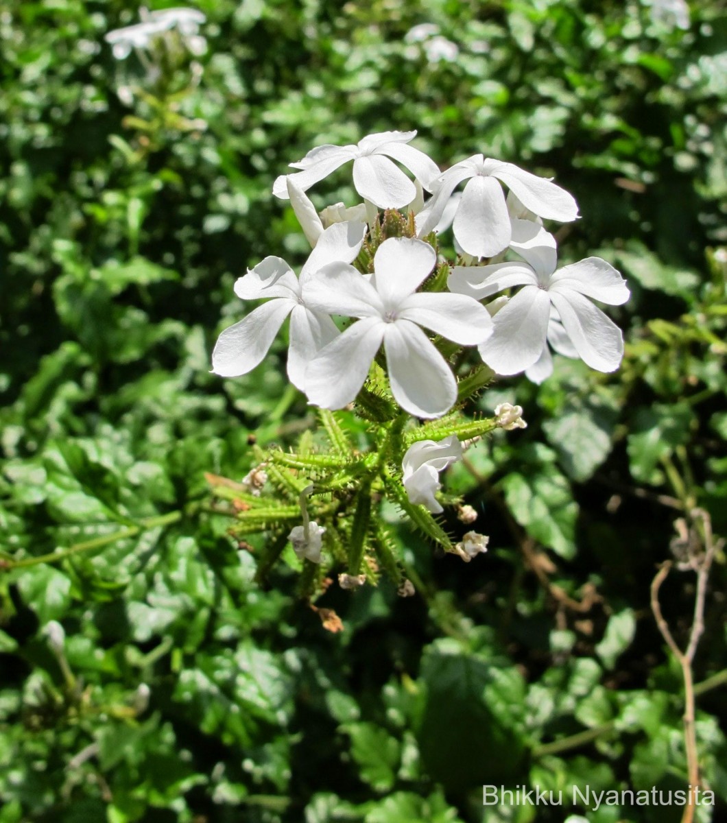 Plumbago sp. 1
